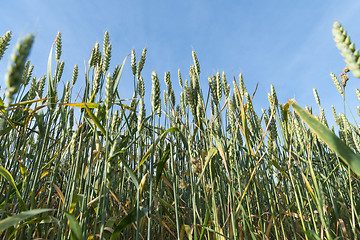 Image showing Wheat field from low angle