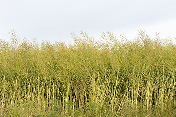 Image showing Growing unripe oilseed