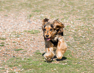 Image showing English Cocker Spaniel Puppy Running