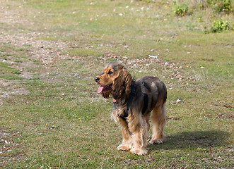 Image showing English Cocker Spaniel Puppy 