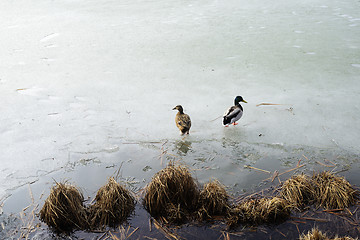 Image showing two ducks on the ice of a lake