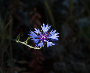 Image showing Cornflower Against Dark Background