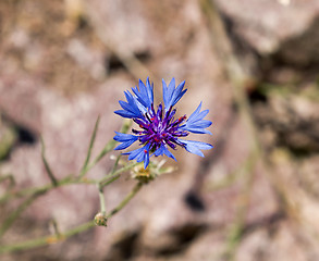 Image showing Cornflower Against Light Background