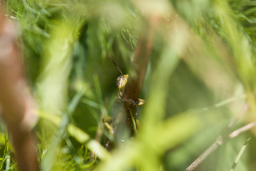 Image showing Egyptian Locust Peeping