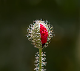 Image showing Field Poppy Flower Bud