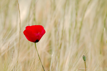 Image showing Field Poppy against Light Background