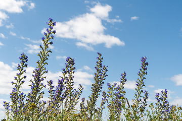 Image showing Summer flowers by a blue sky