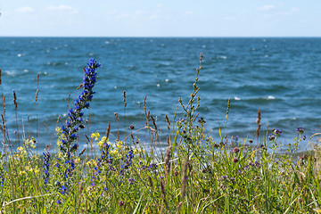 Image showing Colorful coastline closeup