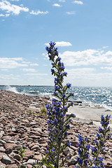 Image showing Blueweed summer flowers