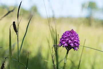 Image showing Pink summer flower closeup