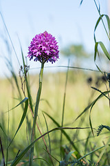 Image showing Blossom flower from grass roots level