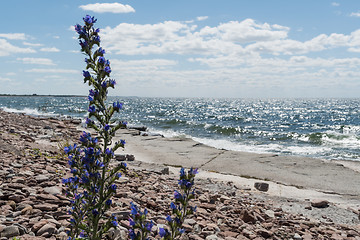 Image showing Blueweed flower by a flat rock coast