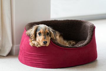 Image showing English Cocker Spaniel in Dog Bed