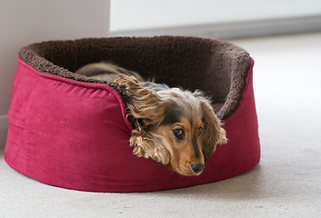 Image showing English Cocker Spaniel Lying in Dog Bed