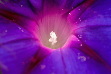 Image showing White Stamens of Morning Glory