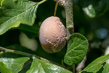 Image showing Victoria Plum with Brown Rot 