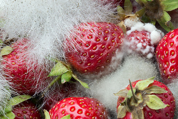 Image showing Strawberries Rotting with Fungus