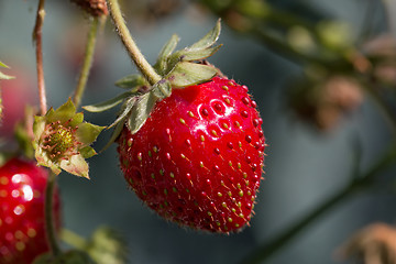 Image showing Strawberries Ripe in Sun