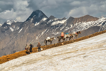 Image showing Donkeys in hills in Nepal