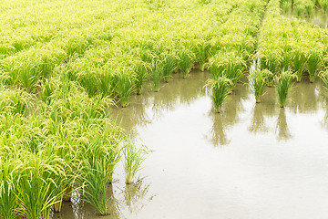 Image showing Paddy field