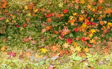 Image showing Maple tree on the floor