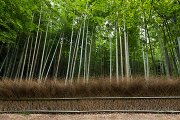 Image showing Bamboo forest 