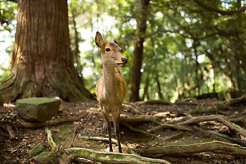 Image showing Wild deer at outdoor
