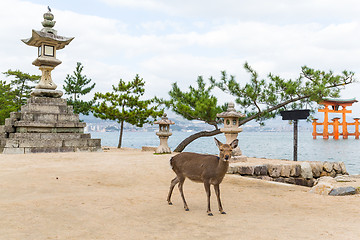 Image showing Itsukushima shine and deer