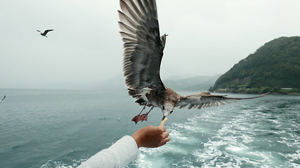 Image showing Feeding seagull