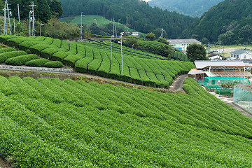 Image showing Green tea farm in Japan