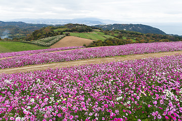 Image showing Cosmos flower