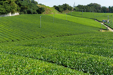 Image showing Green Tea farm