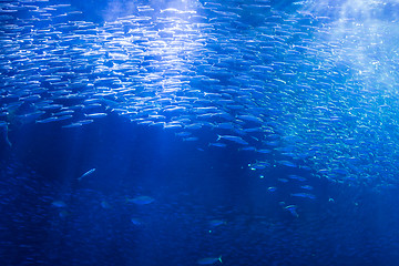 Image showing Fish in Aquarium