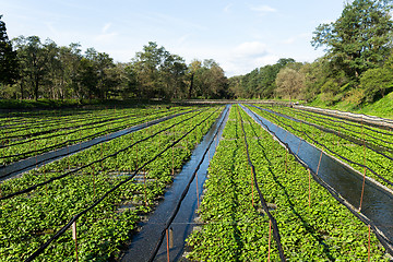 Image showing Green Wasabi field