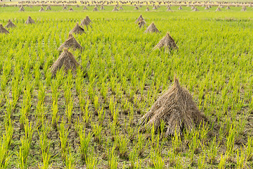 Image showing Rice meadow