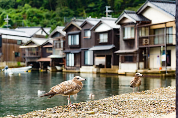 Image showing Ine-cho in Kyoto and seagull