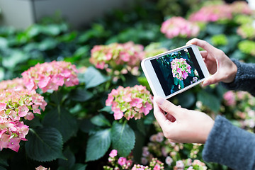 Image showing Woman taking photo on Hydrangea