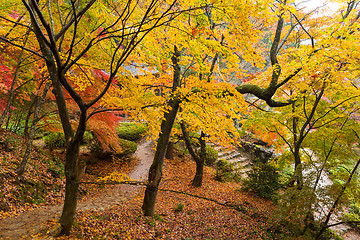 Image showing Autumn japanese garden