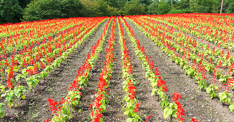 Image showing Red Salvia farm