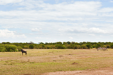 Image showing group of herbivore animals in savannah at africa