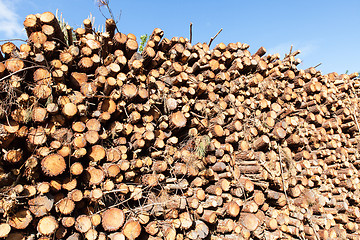 Image showing pile of pine tree trunks cut