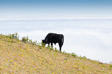 Image showing Cow and veal pasture in the mountains madeira