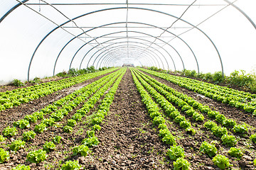 Image showing culture of organic salad in greenhouses