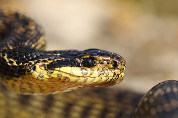 Image showing portrait of beautiful european snake