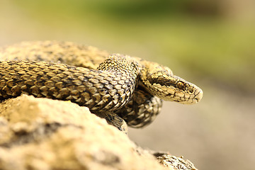 Image showing rare european venomous snake 