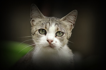 Image showing beautiful curious kitten portrait
