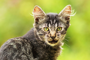 Image showing lovely kitten looking at the camera