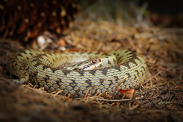 Image showing female common adder basking on forest ground in natural habitat