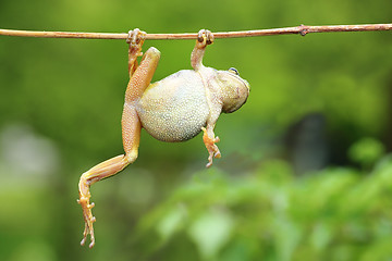 Image showing green tree frog climbing on twig