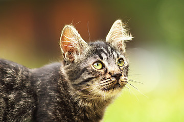 Image showing cute fluffy young kitten close up